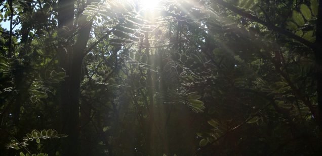 Sol genom träd