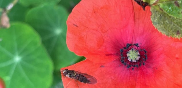 Nina Benner-Anderson